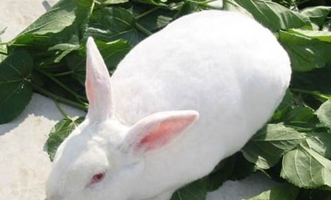 肉兔的性格怎么样好不好呢