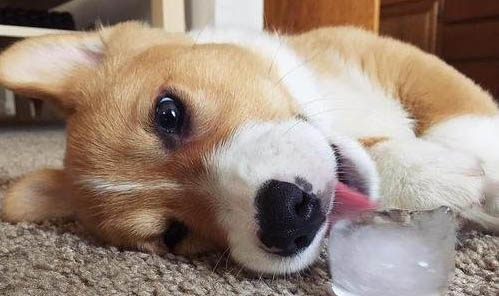 广西正宗虎斑犬是哪里的 视频大全
