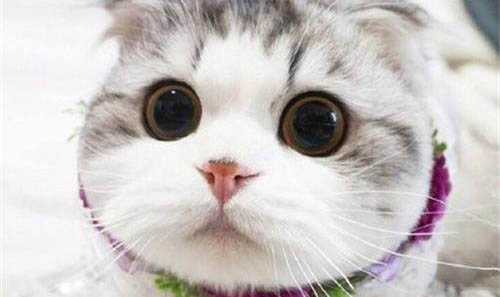 折耳猫会有什么病?