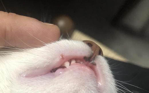 猫咪拉肚子还吐了怎么办?
