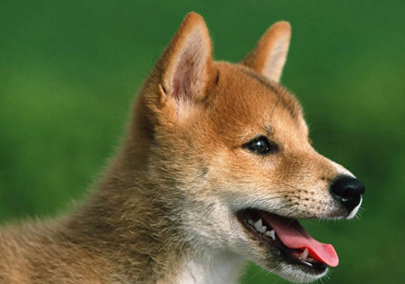 秋田犬为什么不听话