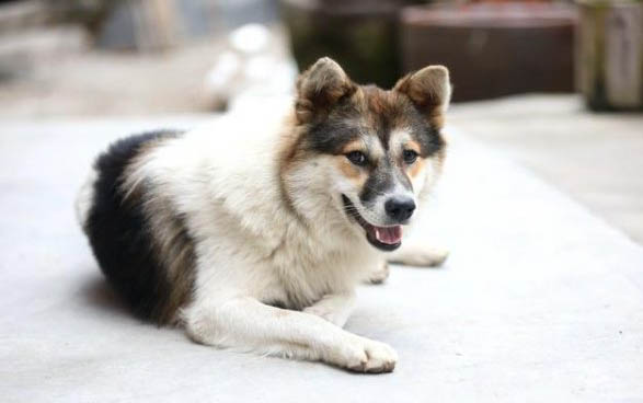 土狗为什么可以吃剩饭剩菜