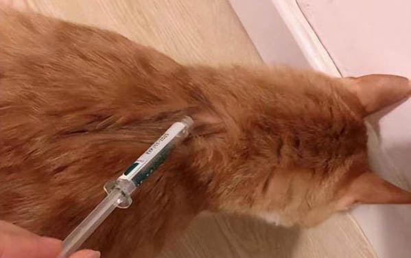 宠物猫：小猫多久剪一次指甲合适