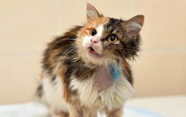猫咪咕咕叫是怎么回事?