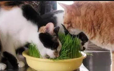 猫咪瘟通过什么方式传染给别的猫咪