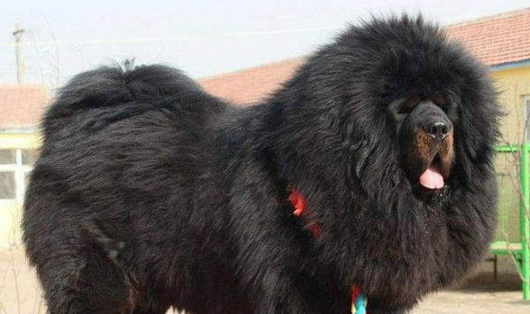 广州什么地方有卖藏獒那雪獒多少钱一只纯种