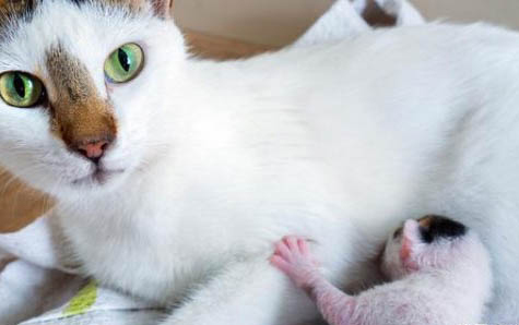 小猫一天吃多少粒猫粮