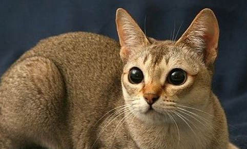 猫咪突然到处拉屎的原因及处理方法