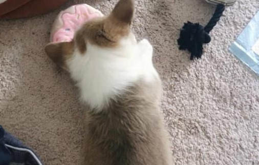 狗狗营养不良有哪些特征