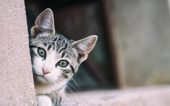 英国短毛猫有哪些品种