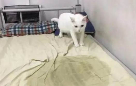猫咪喝水为什么总是想吐恶心