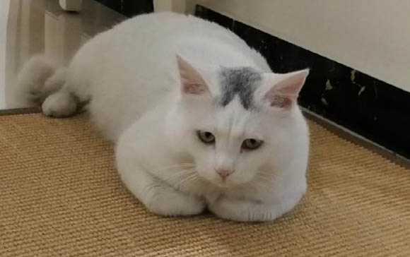 猫咪耳朵上长透明水泡是怎么回事