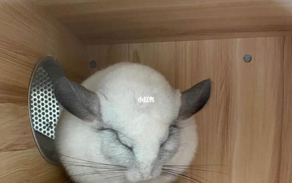 龙猫品种有哪些