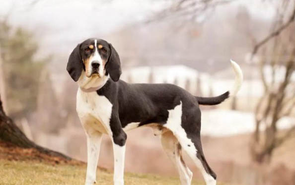 比格犬性格优缺点有哪些比格犬优点缺点介绍