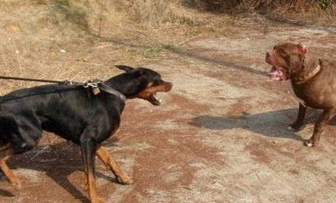 杜宾犬到底有什么优点和缺点?