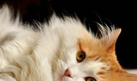 猫咪口腔溃疡、口臭吃什么药好?