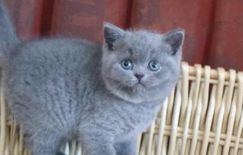 布偶猫跟蓝猫配种的小猫什么样子