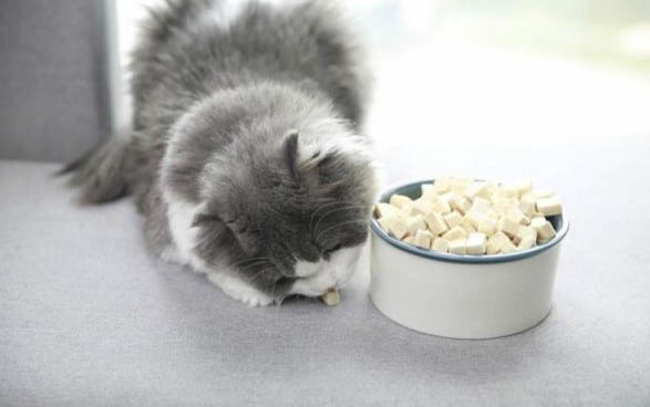 1个月的小猫喘气快是什么原因呢