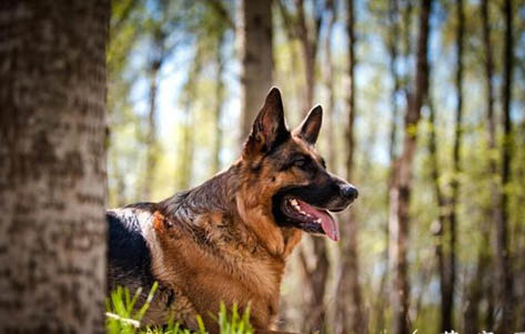 德国牧羊犬真菌感染的原因