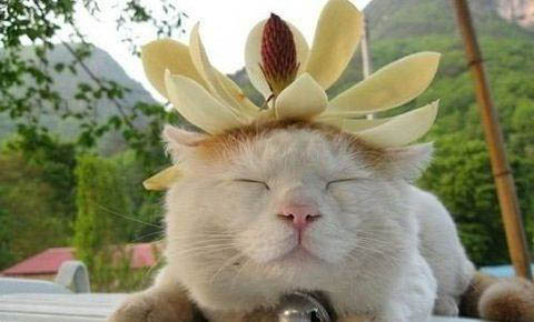 猫临死前的抽搐期