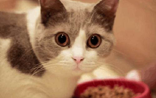 为什么猫咪打喷嚏有血丝的原因