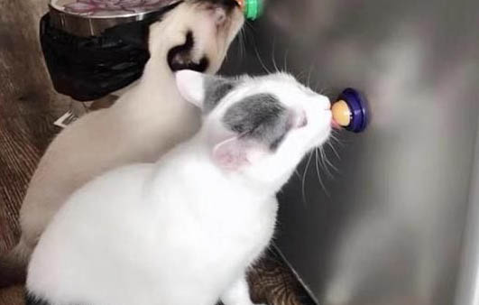 猫咪呕吐后还需要禁食吗