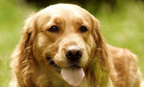 金毛犬和拉布拉多犬哪个好