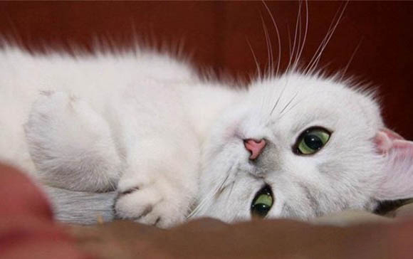 小猫后脚每次必踩屎