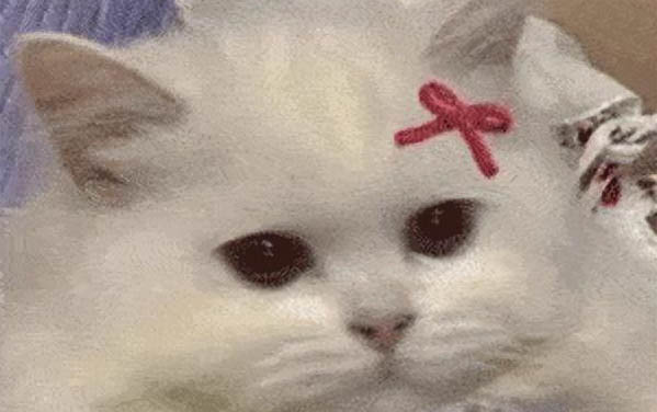 三个月小猫咪口臭怎么办