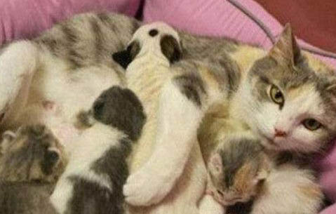 怎么判断猫咪是不是生病了