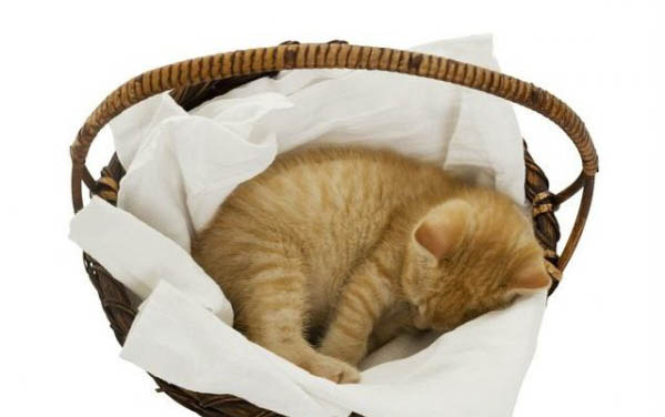 小猫多大可以洗澡