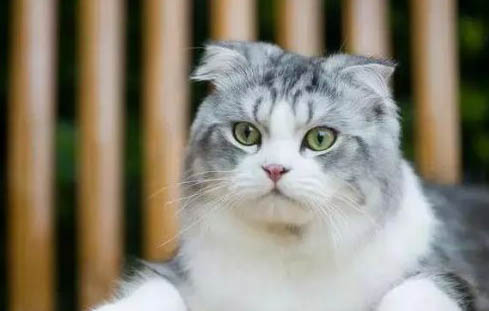 猫咪为什么会得结膜炎这种病