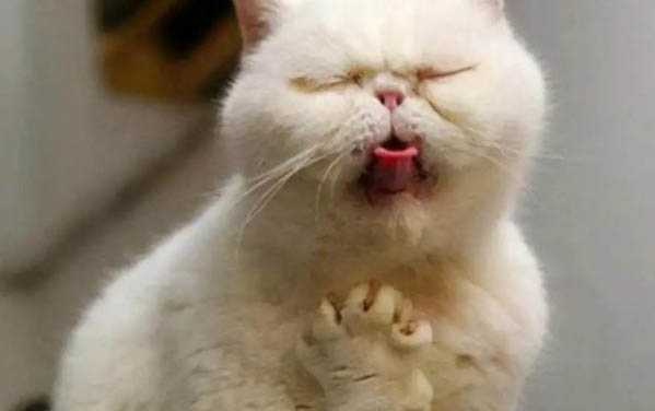 小猫脱肛了能自愈吗