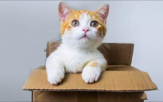 猫毛过敏有哪些症状?