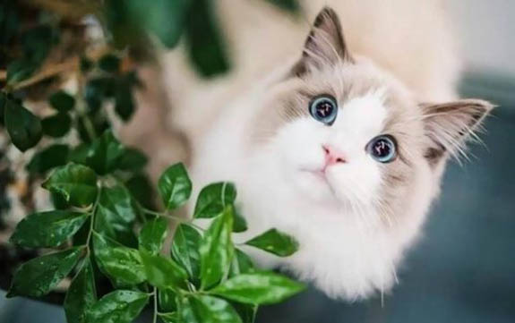 为什么布偶猫那么粘人