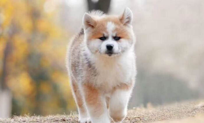 幼犬一日三餐的时间什么时候最合适?
