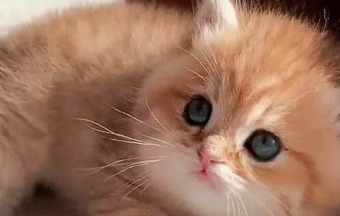 猫咪爱流眼泪怎么回事，每天都要给猫咪清理眼屎吗