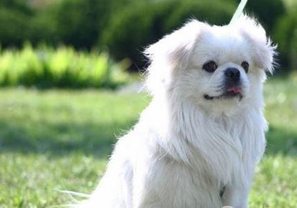 西藏猎犬老喝水是什么原因