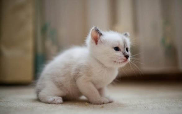 猫尿闭的几个原因