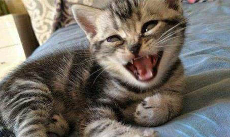 东方短毛猫有哪些缺点