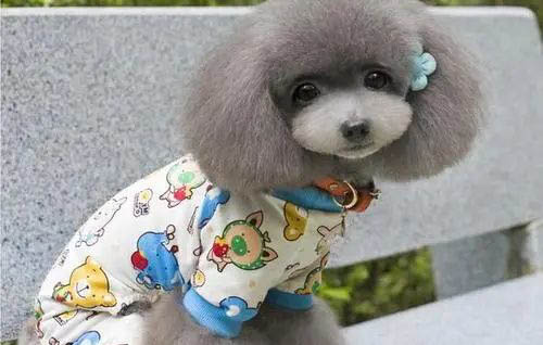 狗狗缺钙的症状有哪些表现