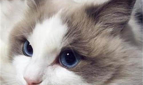 生气把猫重重摔地上抽搐不动