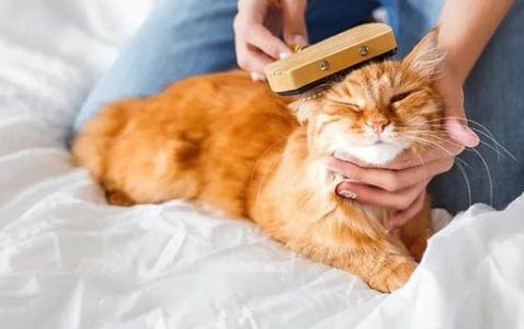 猫咪为什么会忽视主人呢