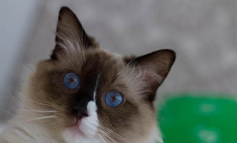 新手养布偶猫好吗