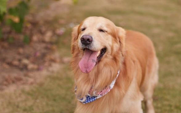 怎么判断金毛得犬瘟了