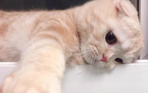 小猫从出生到发育成熟需要几个月的时间