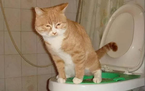 小猫眼睛有白色粘液的原因及处理方法