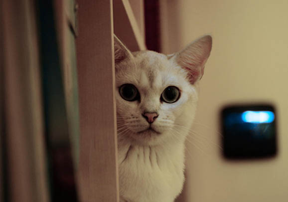 波米拉猫为什么会蜷着睡?