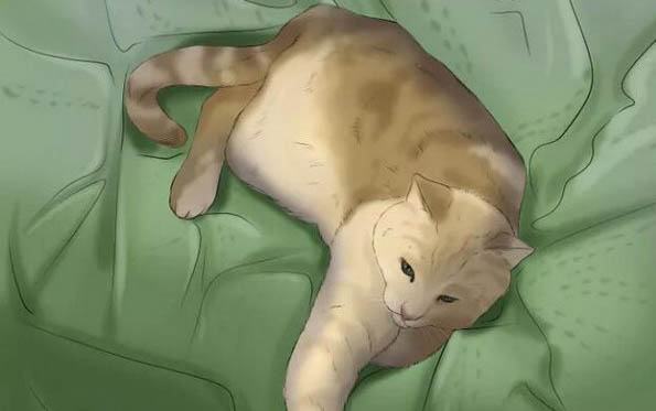 母猫没奶水怎么快速催奶