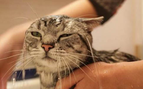 猫多久上一次厕所